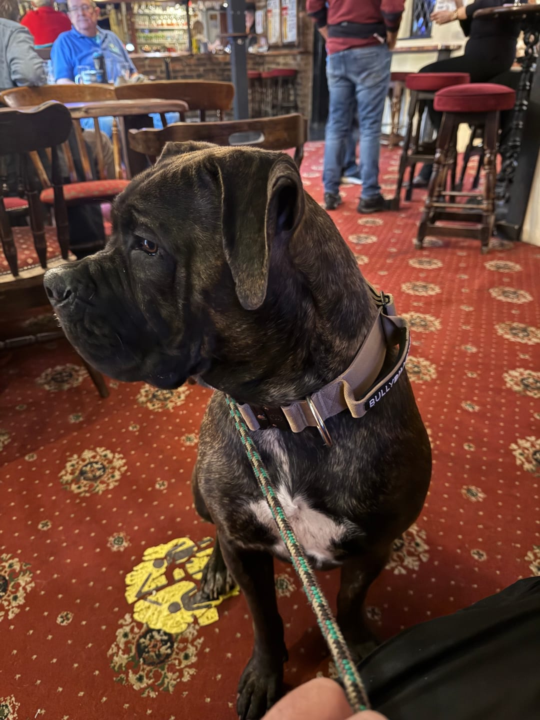 Customer photo review of 5cm Combat® Collar | With Handle & Secure Clip - Tan