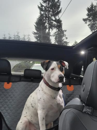 Customer photo review of Hard Bottom Seat Cover