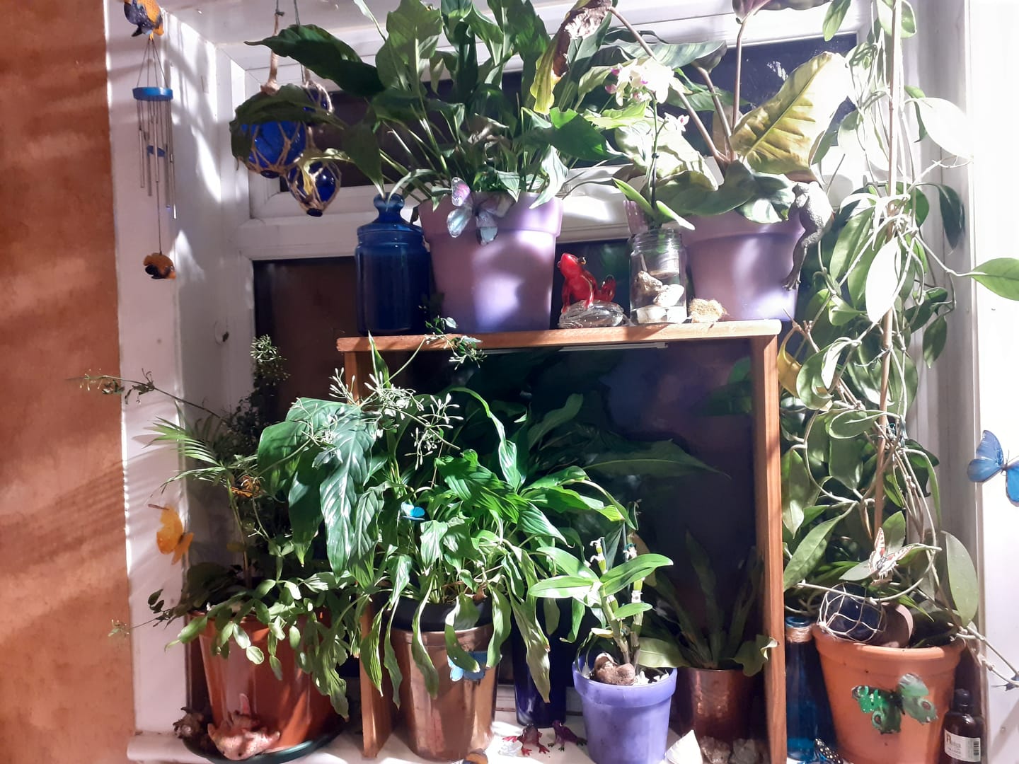 Customer photo review of Pianta Grow Light and Stelo Clip-On Bulb Holder Bundle