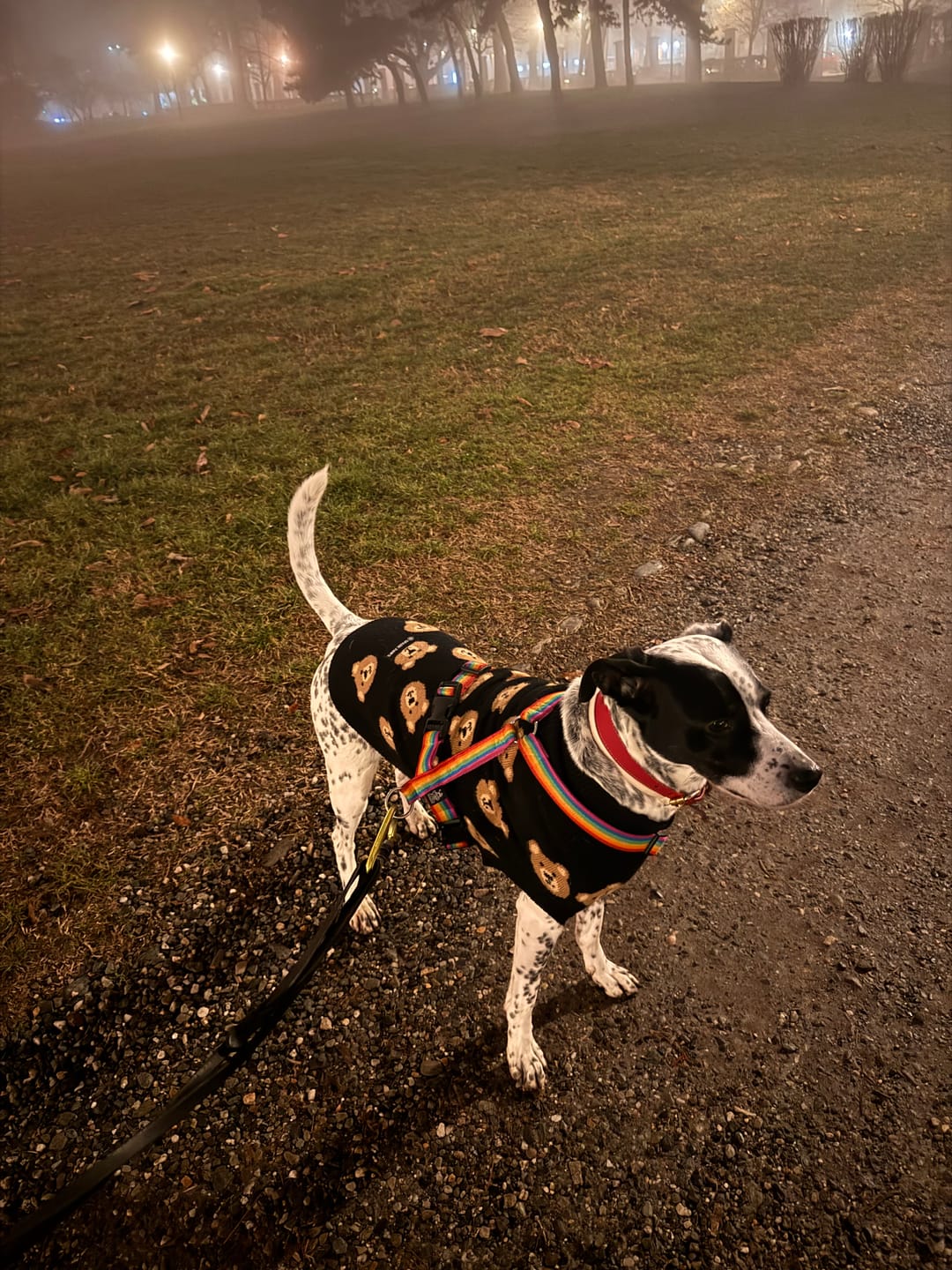 Customer photo review of Broken Teddy Bear Knit Dog Sweater - Black
