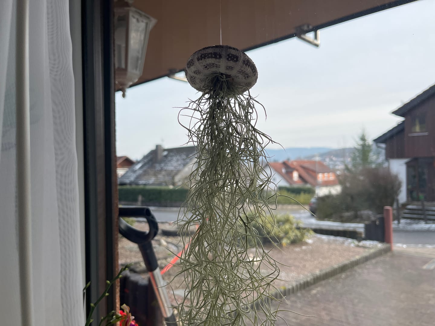 Customer photo review of Tillandsien Qualle