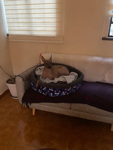 Customer photo review of CT9887 1 Pieza De Cama-Canasta Desmontable