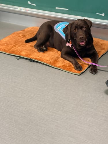 Customer photo review of Transformable Pet Living Mat