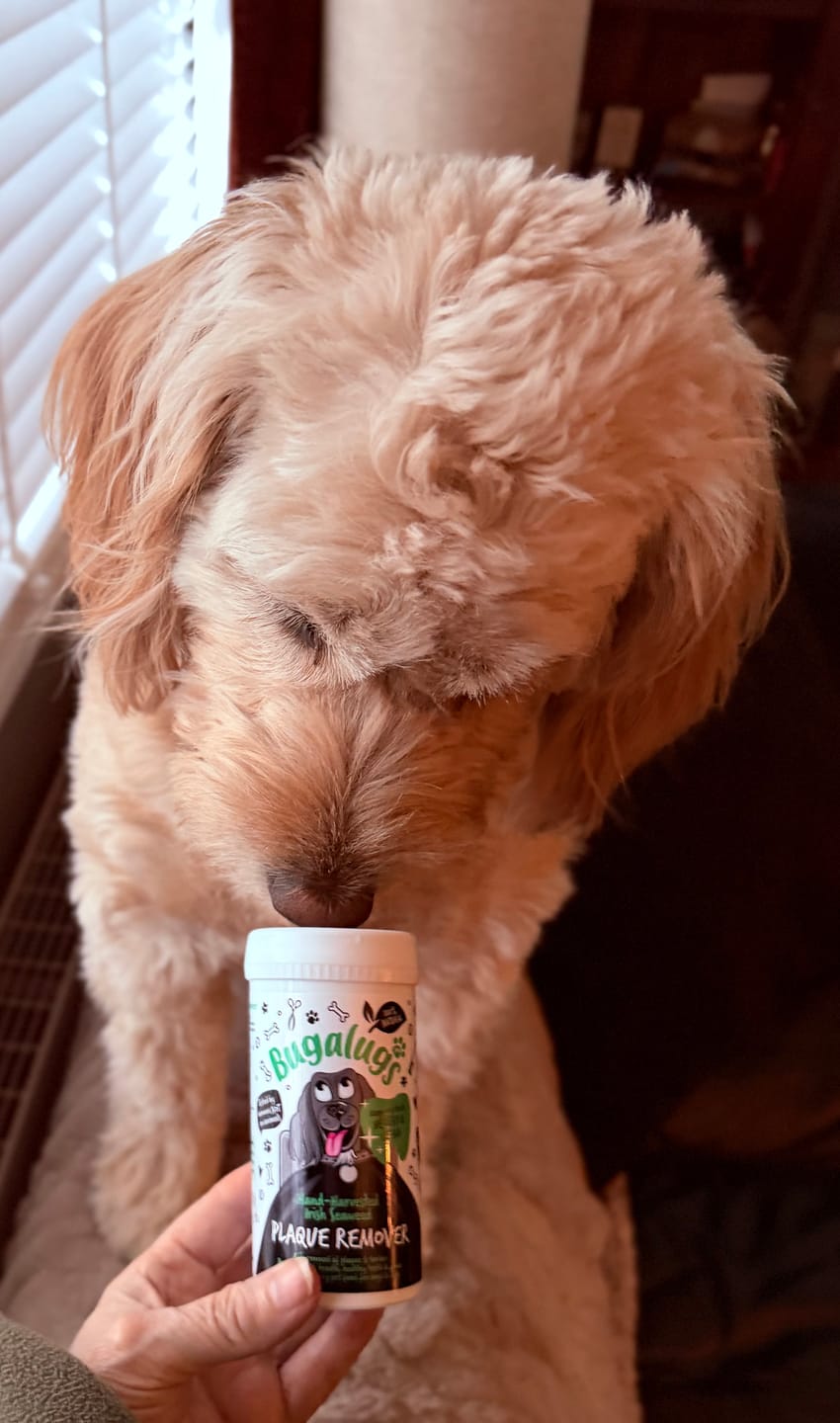Customer photo review of 100% Natural Plaque Remover for Dogs & Cats (70g)