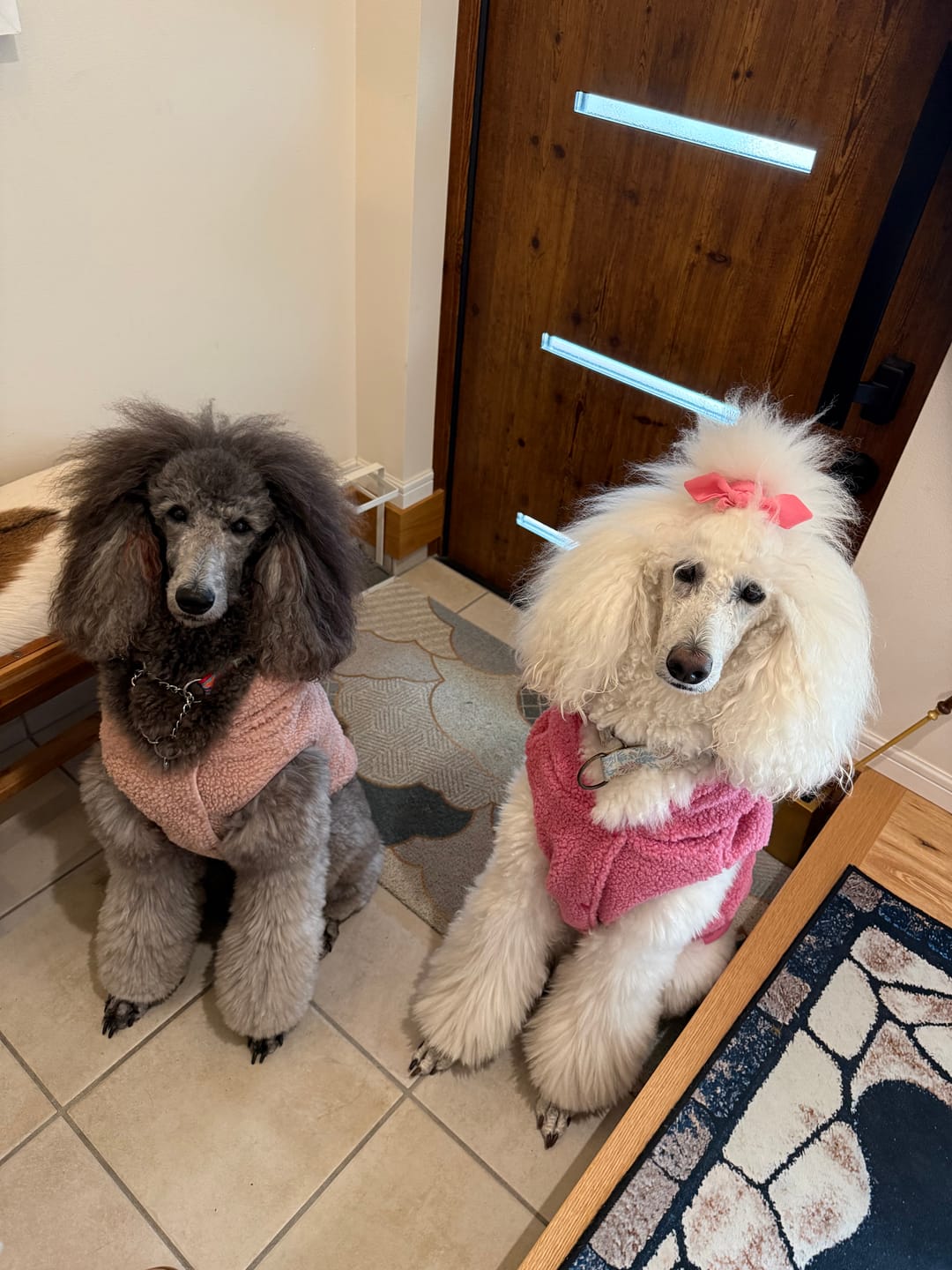 Customer photo review of Teddy Sherpa Dog Jacket - Dark Pink