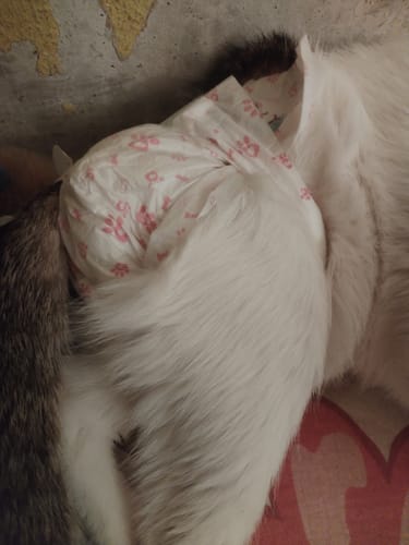 Customer photo review of DryBuddy Felcsatolható Nedvszívó Kutya Pelenka 10 darab