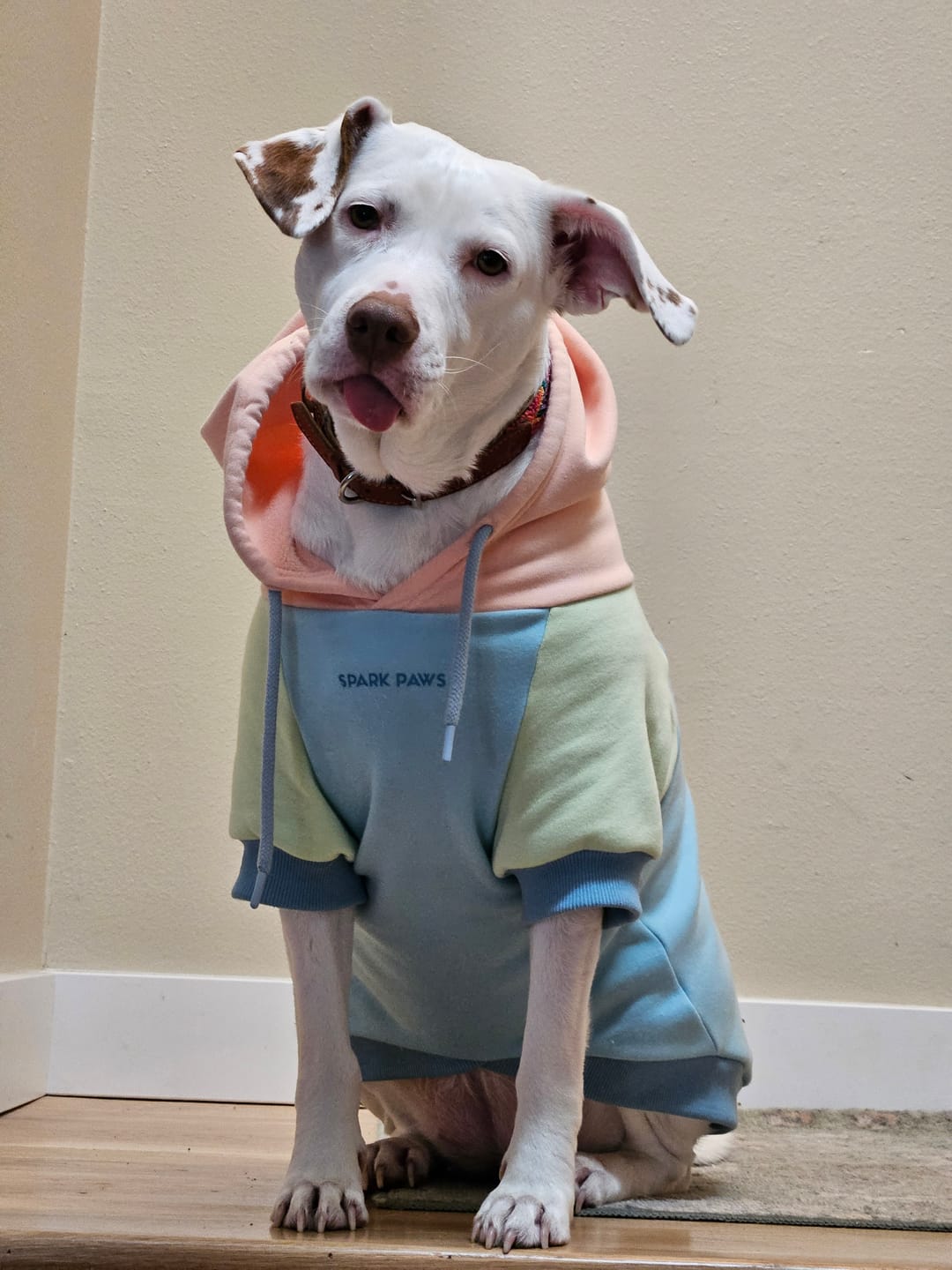 Customer photo review of Jelly Bean Dog Hoodie