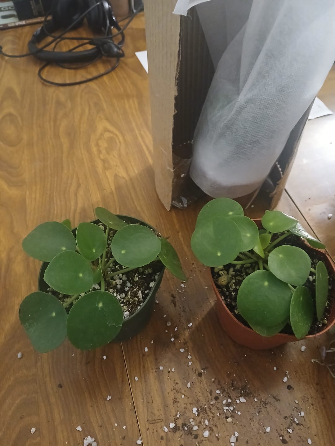 Customer photo review of Pilea peperomioides