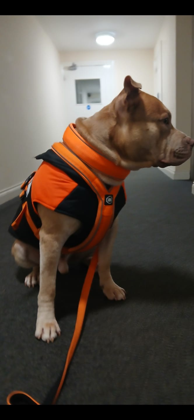 Customer photo review of 5cm Slip on Collar | Foam Padded - Orange