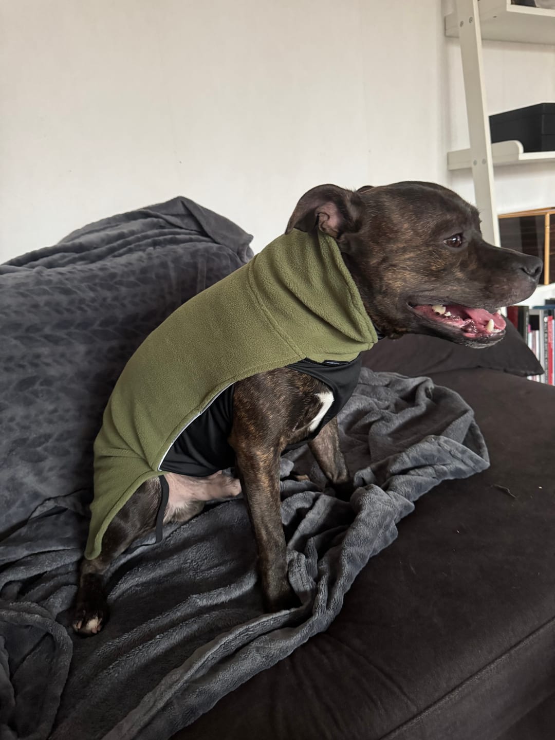 Customer photo review of Staffordshire Bull Terrier 1935® Fleece Coat - Green