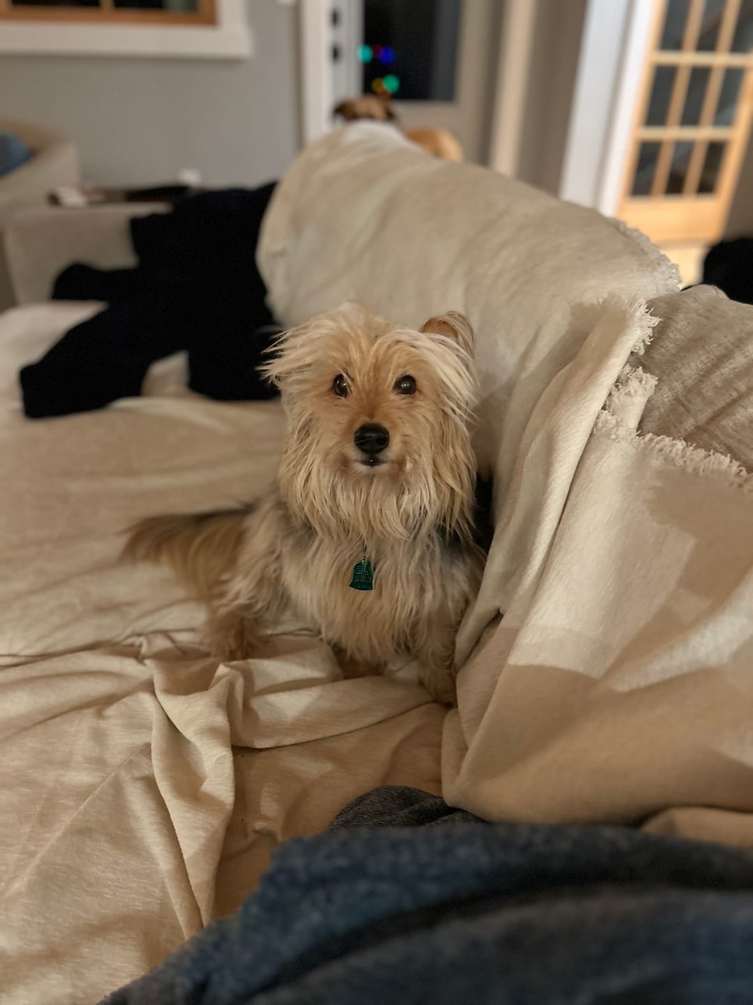 Customer photo review of Bark-Less Bites