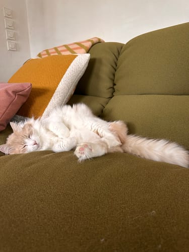 Beoordelaar toont het zachte, gele Malagoon sierkussen op een bank met een slapende kat.