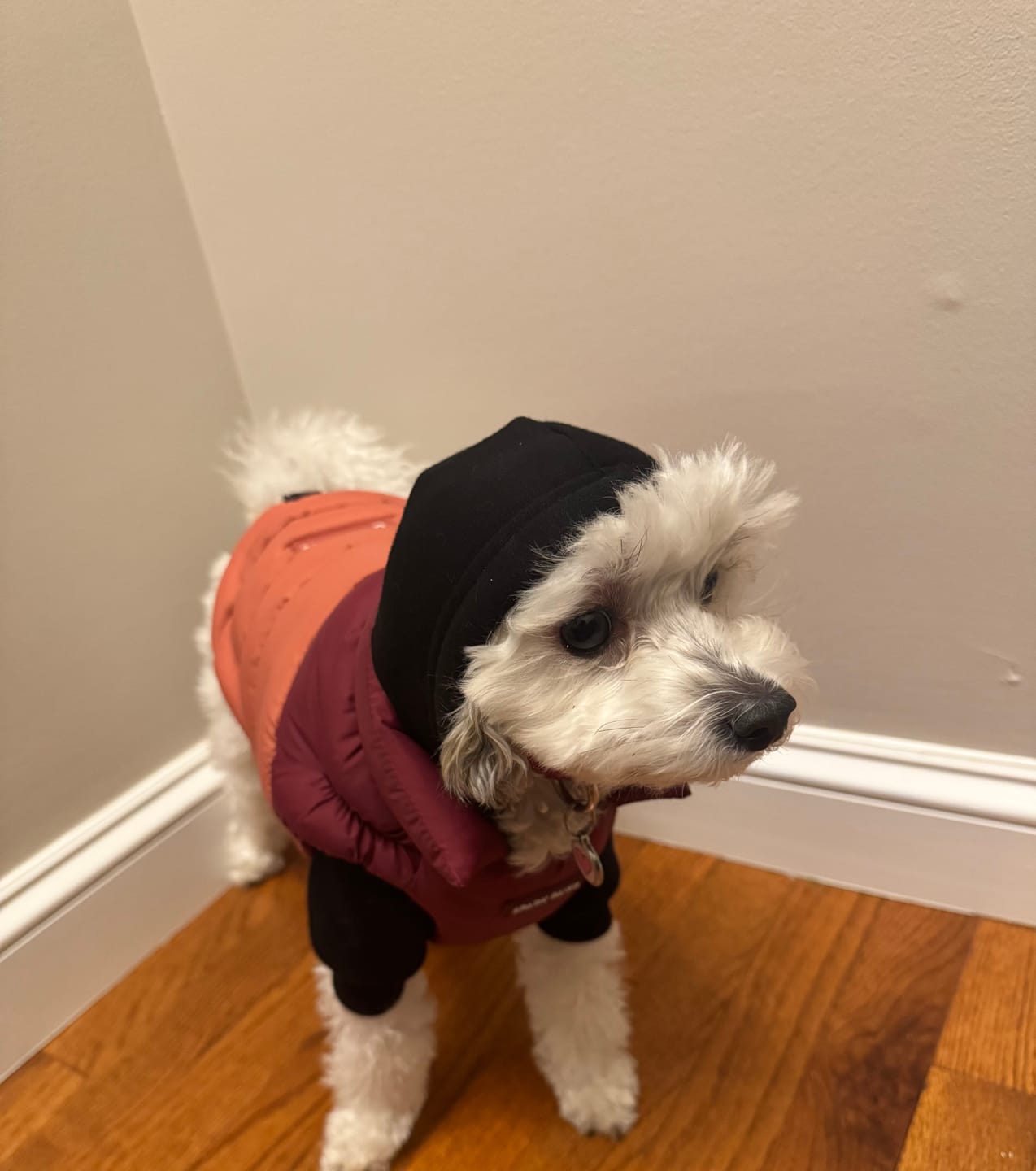 Customer photo review of Essential Dog Hoodie - Black