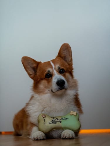 Kundes søde corgi, der holder Lolo Pets 'Tillykke' hundekagen mellem poterne.
