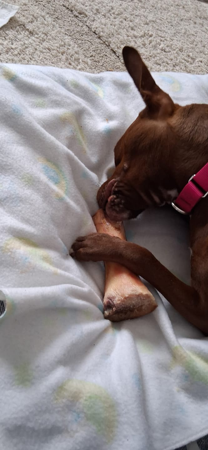 Customer photo review of Large Dog Black Friday Bundle II (4x 5oz Jerky Bags + 4x LARGE Smoked Marrow Bones)