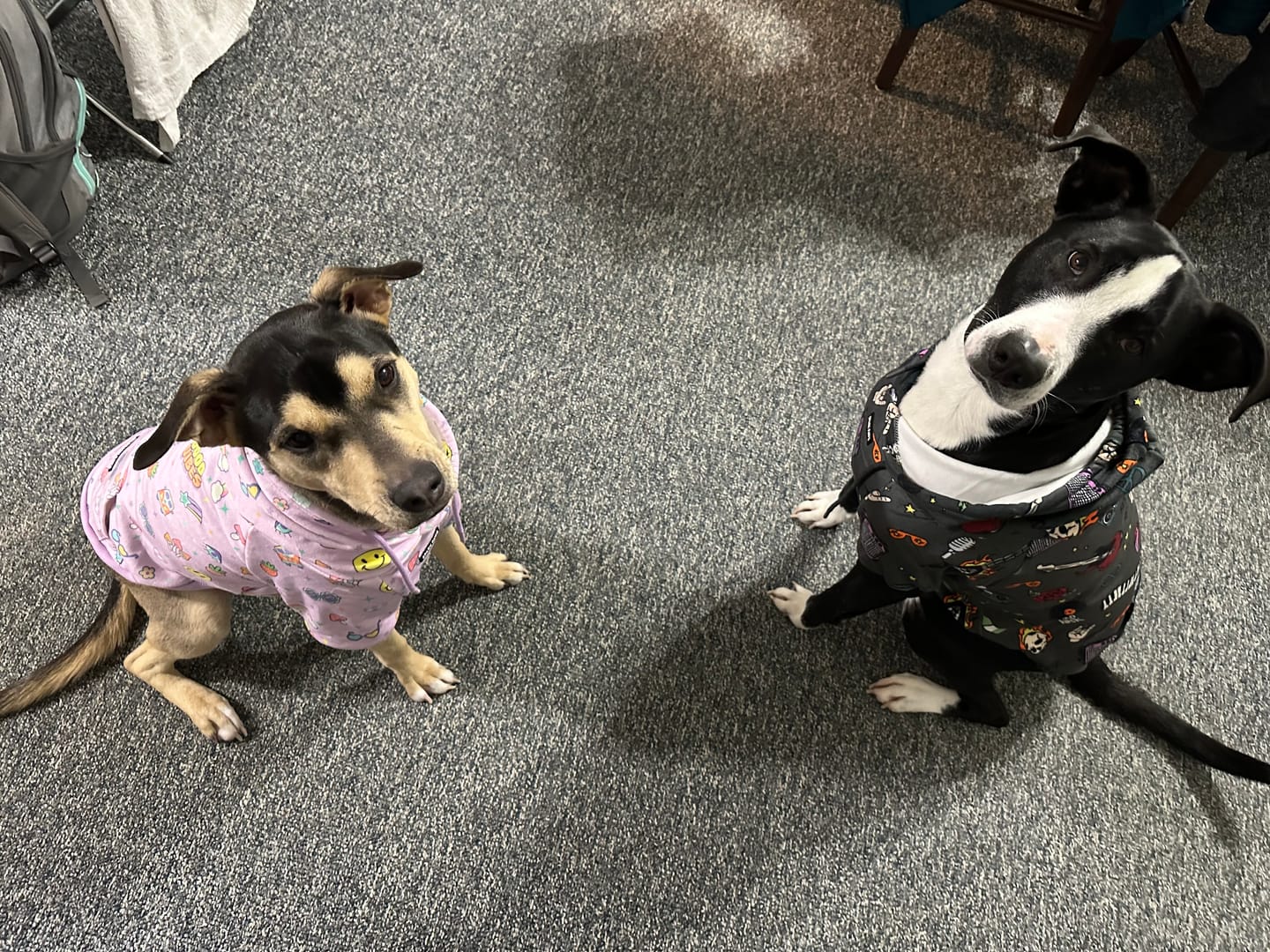 Customer photo review of Rock and Roll Dog Hoodie