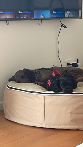 Customer photo review of Large Rebound Foam Mattress Dog Bed - Interior/Outdoor