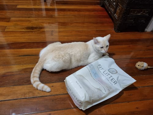 Customer photo review of 3 Month Supply - 1 Cat