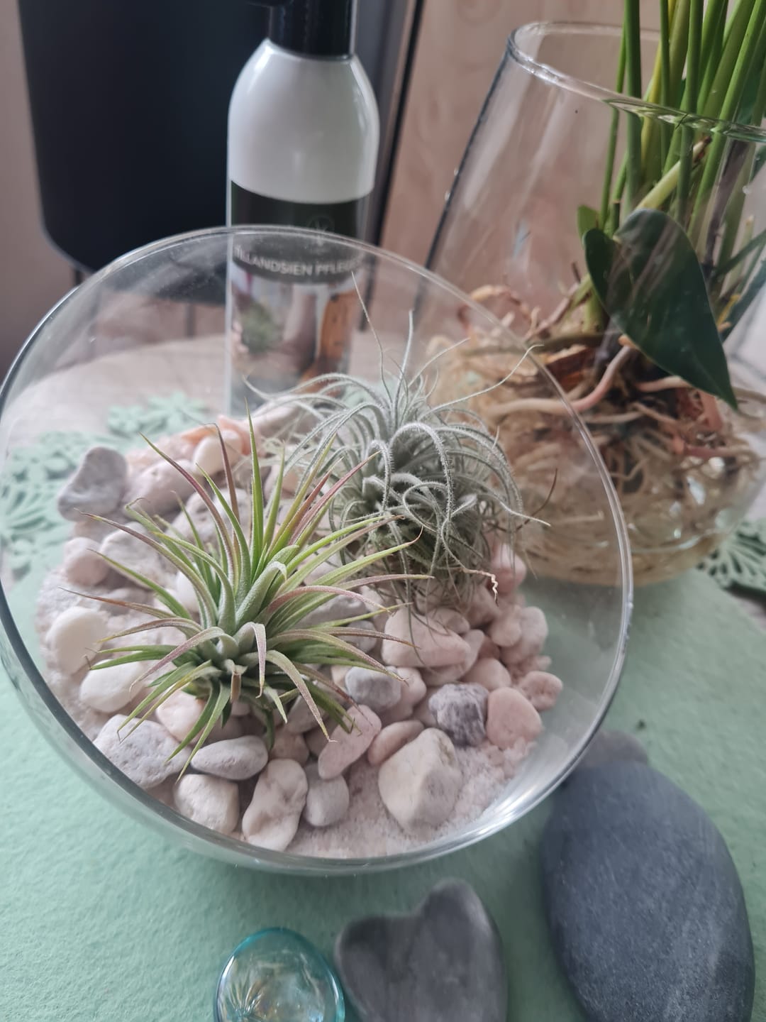 Customer photo review of Tillandsia tectorum "snow"