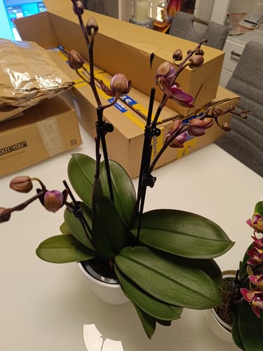 Kunde zeigt die Orchidee Two of Us Cartagena mit vielen geschlossenen Knospen auf einem Tisch, direkt nach der Lieferung.