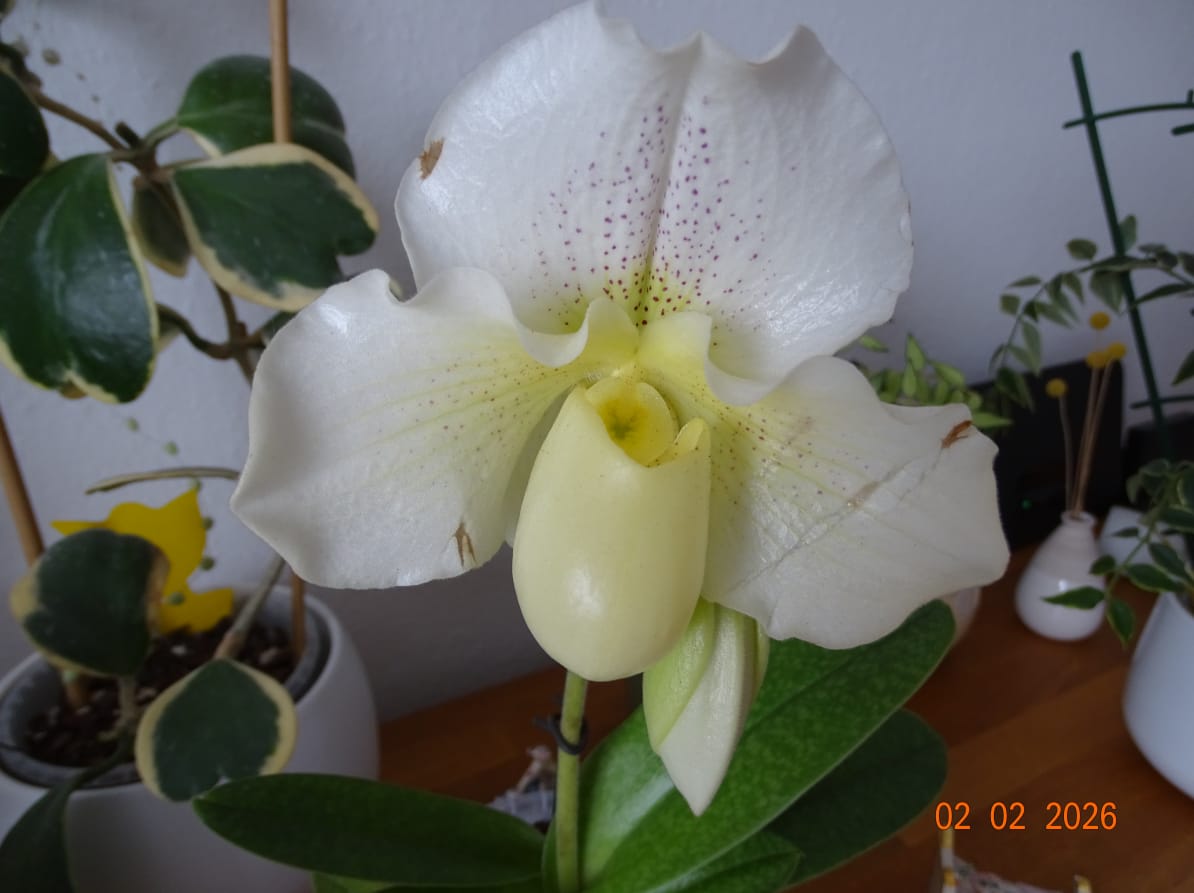 Customer photo review of Frauenschuh Paphiopedilum White Lady mit weißen Blüten und 1 Rispe