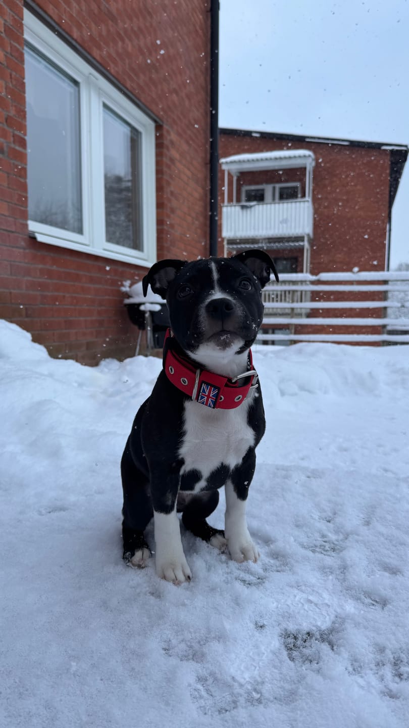 Customer photo review of Staffordshire Bull Terrier 1935® Nylon Collar - Red