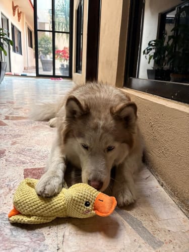 Customer photo review of CT7996 1 Pieza De Juguete Para Mascota