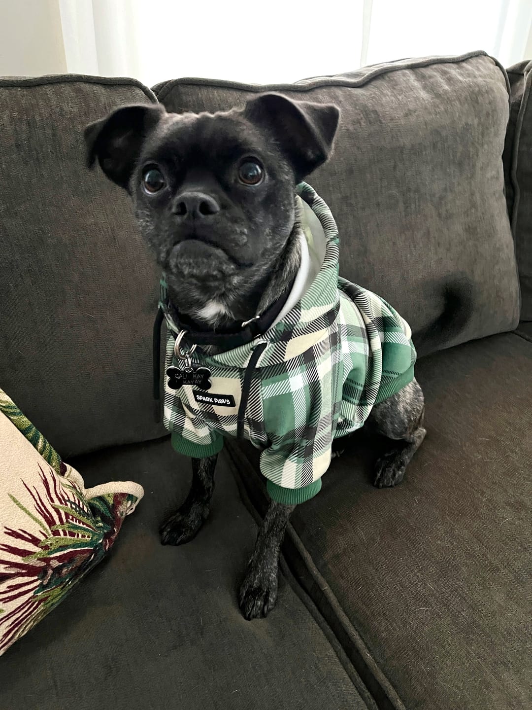 Customer photo review of Plaid Dog Hoodies