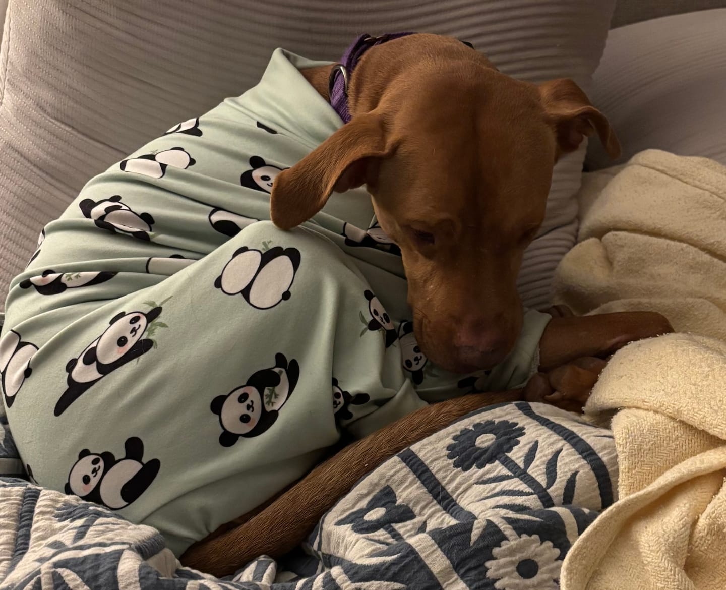 Customer photo review of Dog Pajama - Panda