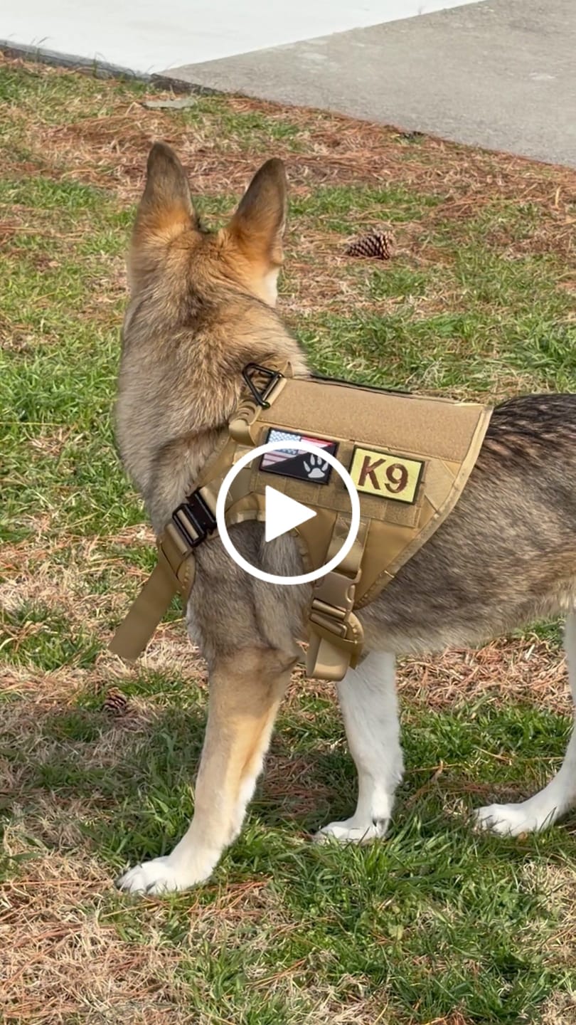 Customer video review of USA Flag With Paw Hook & Loop Patch For Harness