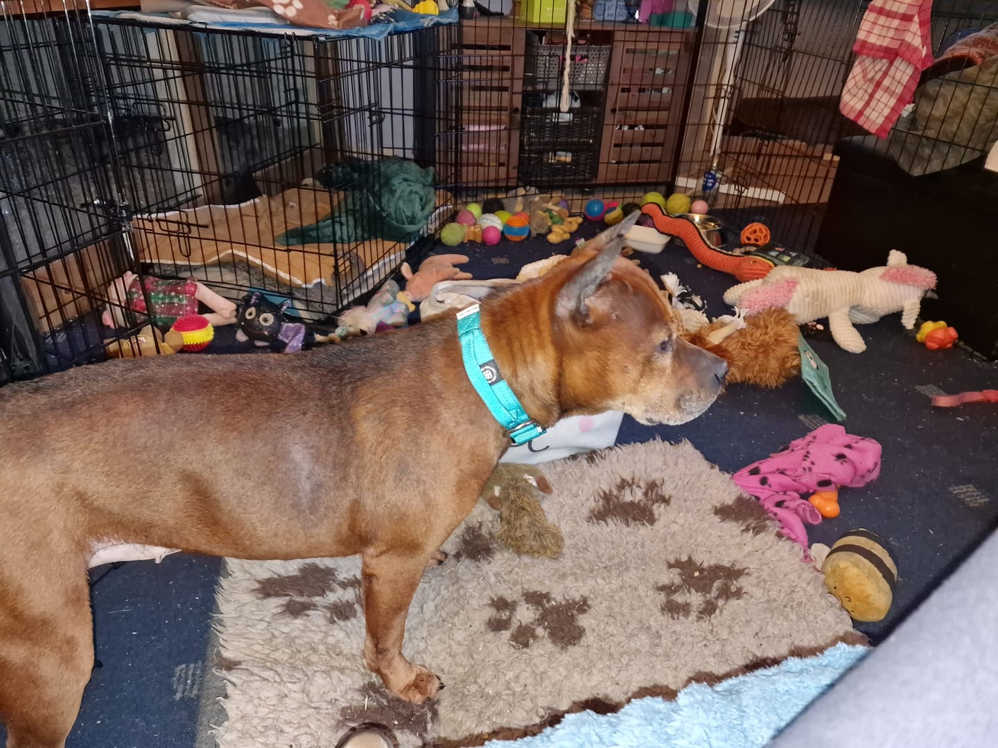 Customer photo review of 2.5cm Combat® Collar | With Handle & Rated Clip - Turquoise