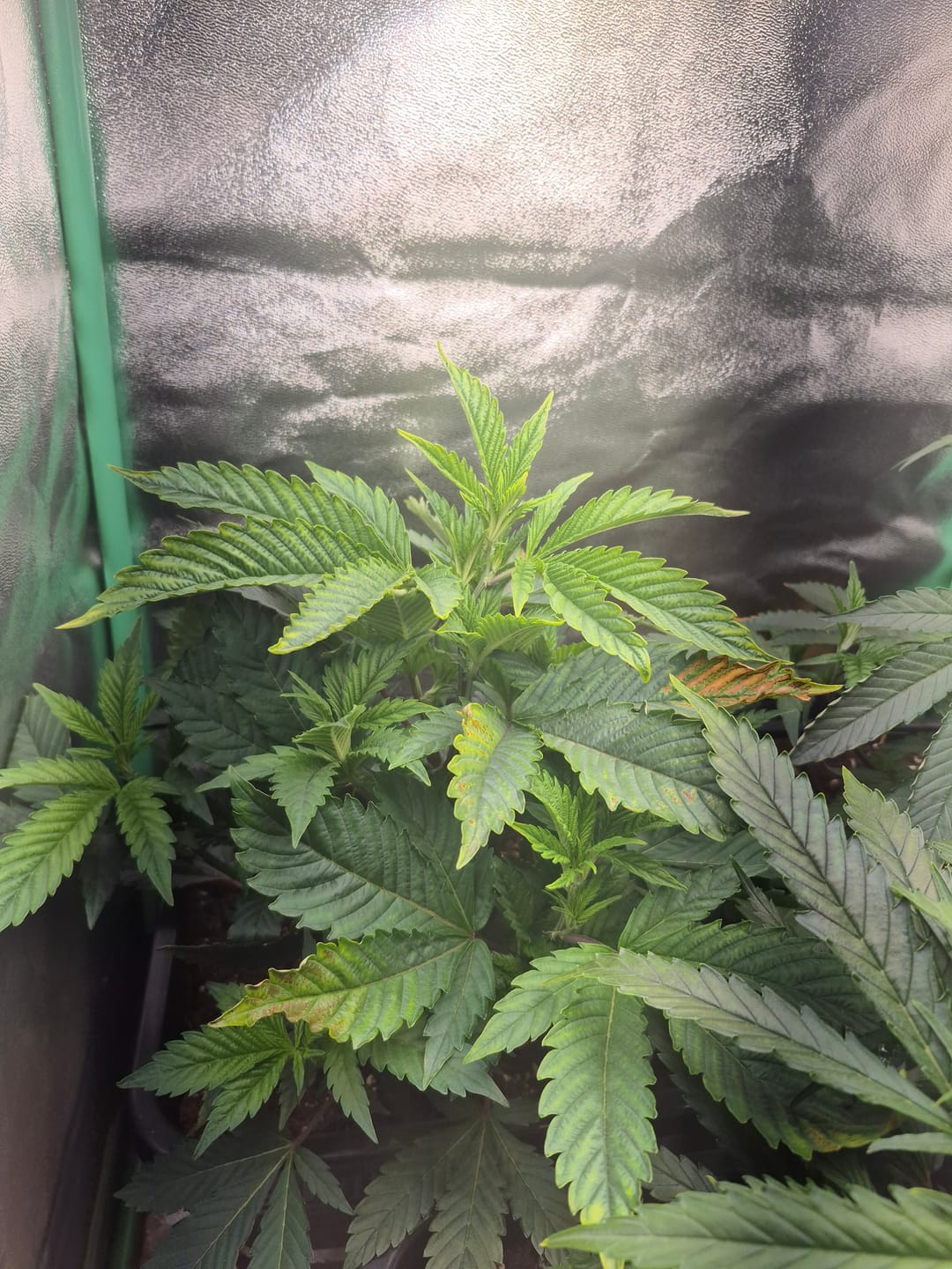 Customer photo review of Hanfstecklinge | Frozen Black Cherry