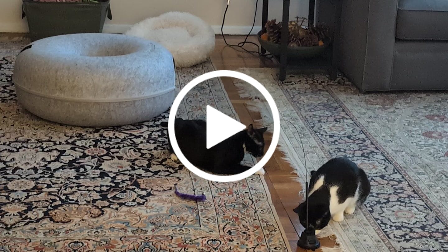 Customer video review of Interactive Bird Simulation Cat Toy Set | Leo's Paw