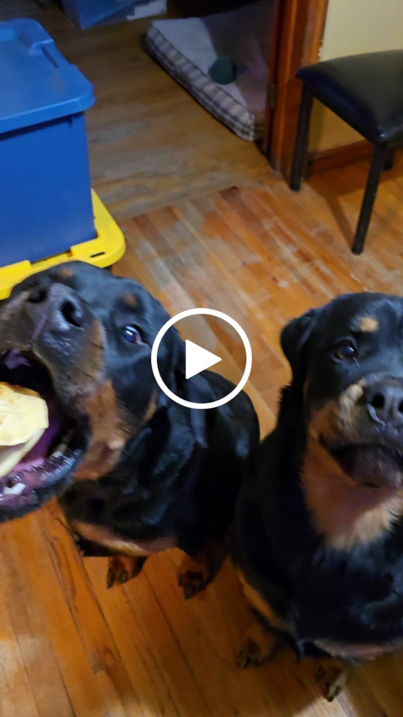 Customer video review of Smoked Pig Snouts