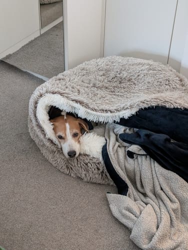 Customer photo review of Burrow Buddy™ - Pet Bed