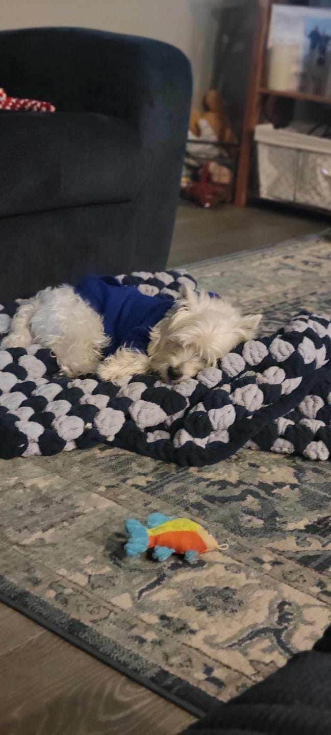 Customer photo review of Essential Dog Hoodie - Midnight Blue