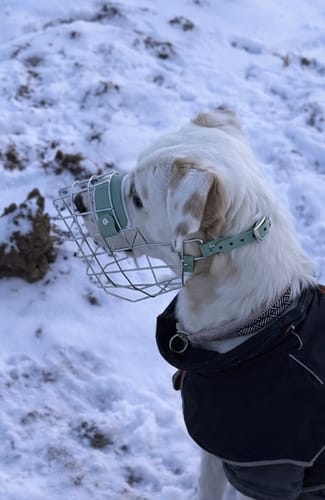 Customer photo review of Nackenriemen