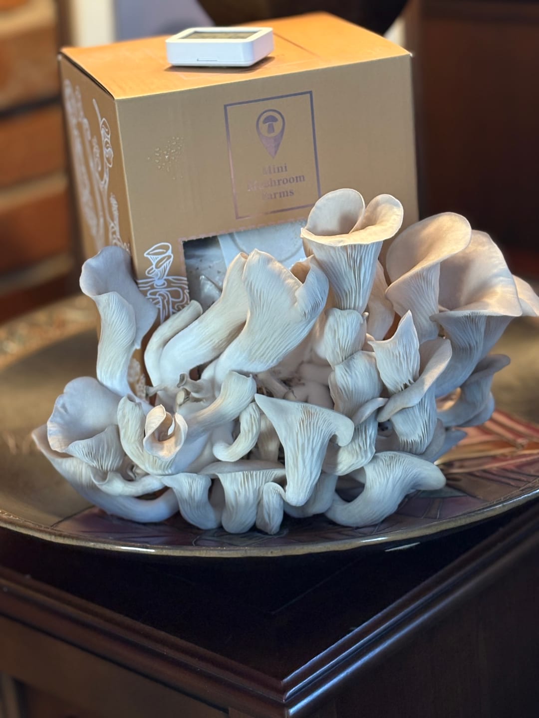 Customer photo review of Mushroom Grow Kits