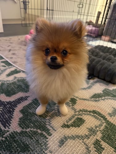 Customer photo review of WagWellies® by wagwear