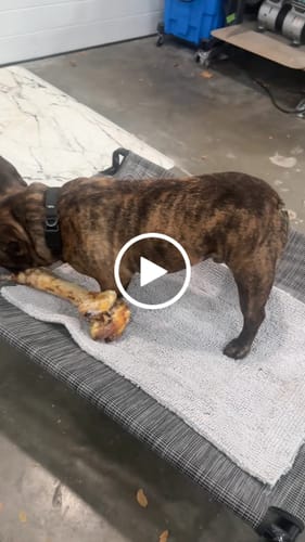 Customer video review of Ostrich Hip Bone (12" x 5"x 3”): The Durable, Flavor-Packed Chew for Medium & Large Dogs