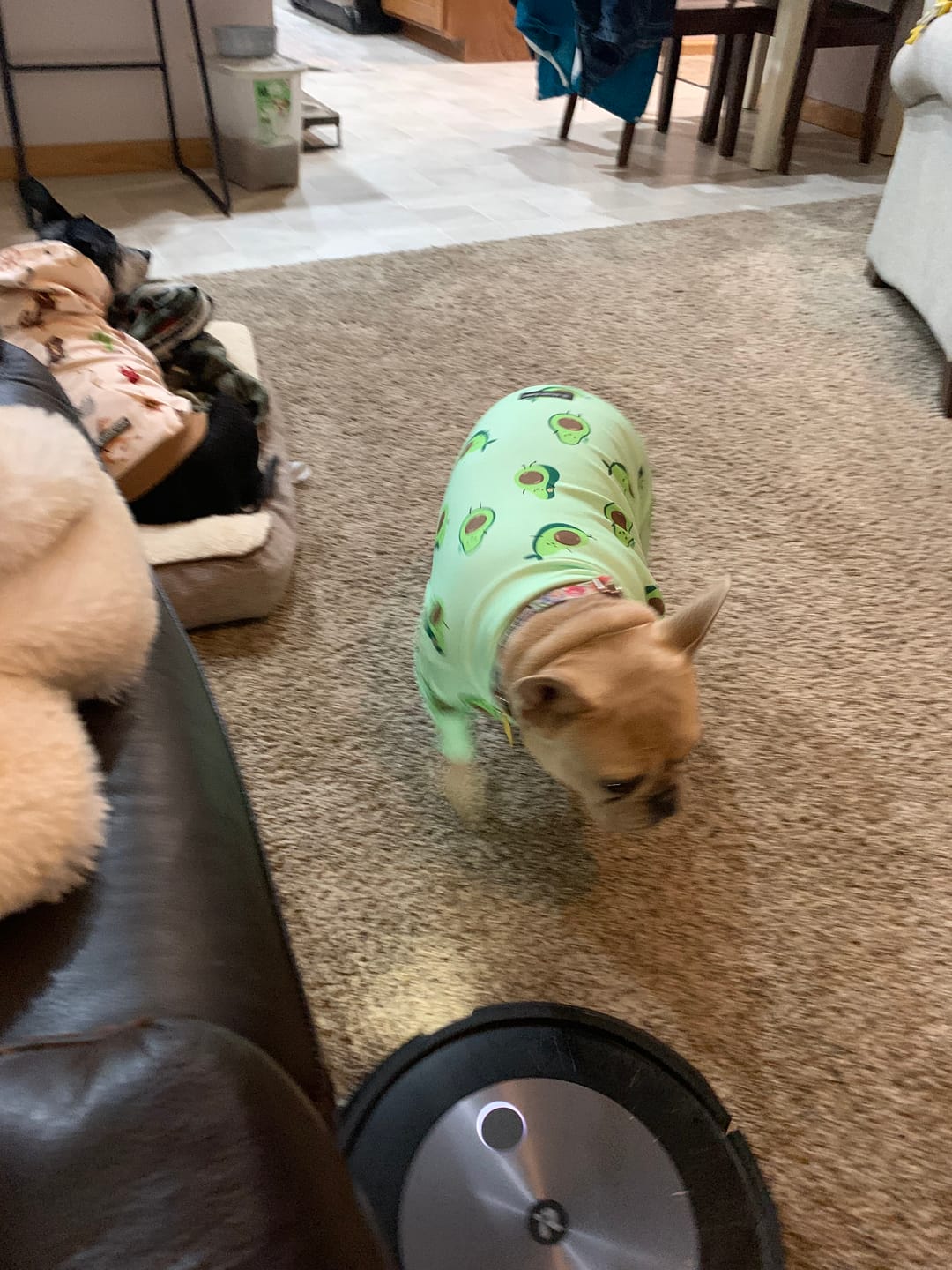 Customer photo review of Dog Pajama - Avocado