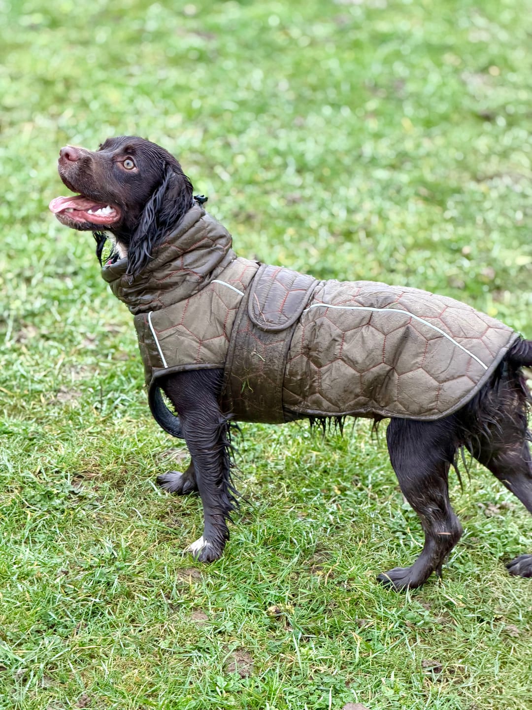 Customer photo review of Honey Comb Dog Coat