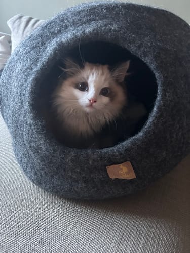 Customer photo review of Premium