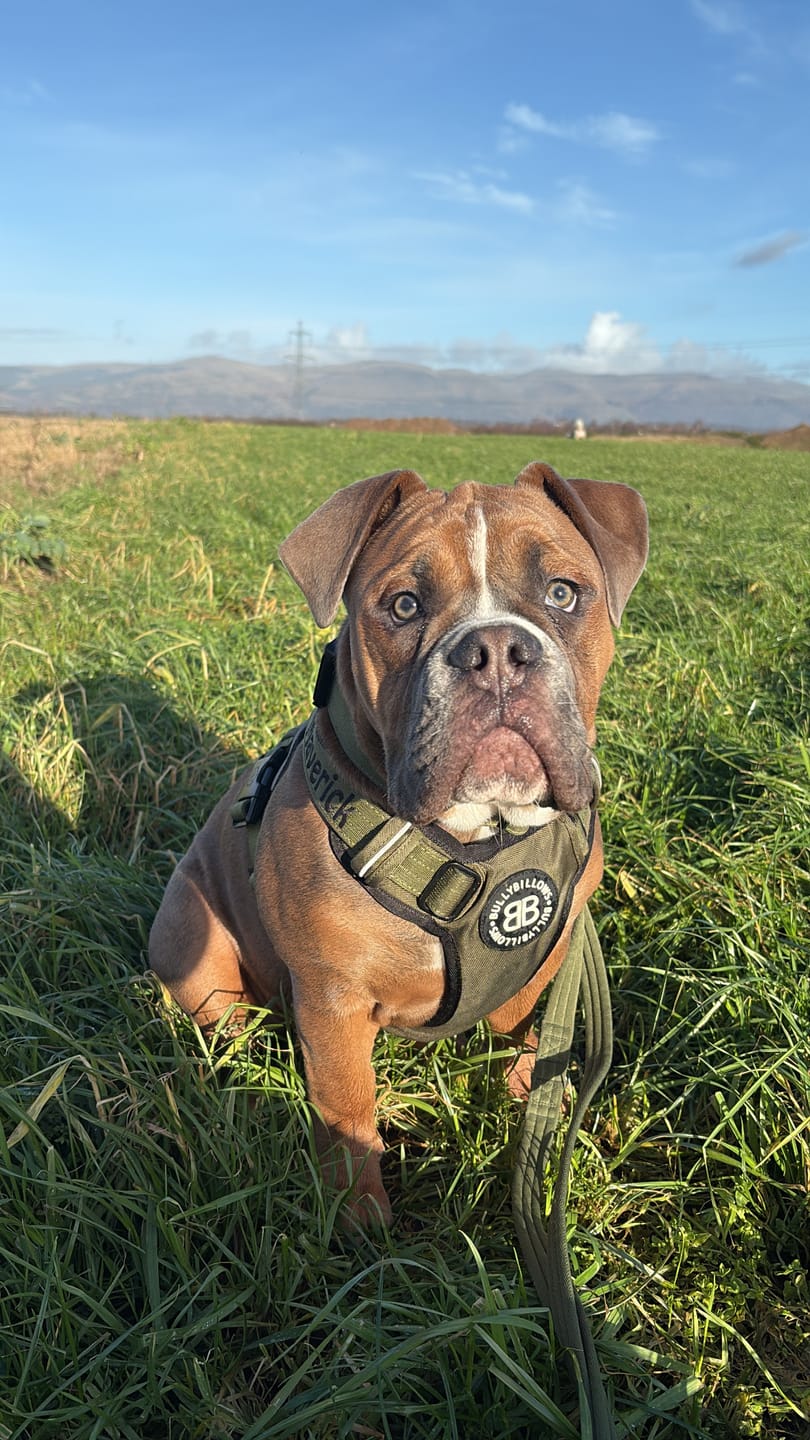 Customer photo review of 4cm Combat® Collar | Handle & Rated Clip -  Khaki
