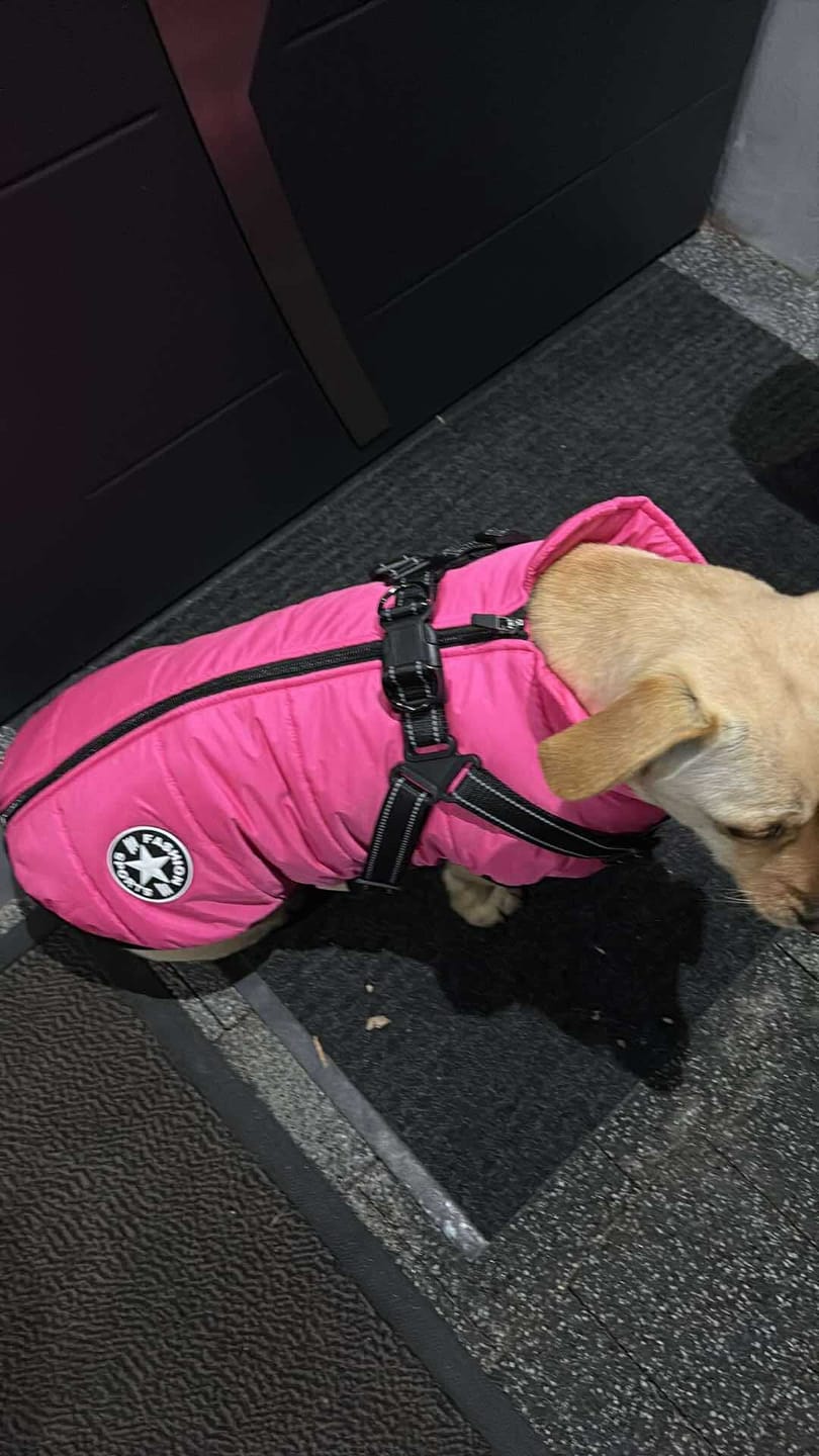 Customer photo review of Emmalove - Wasserdichter Hundemantel Extreme