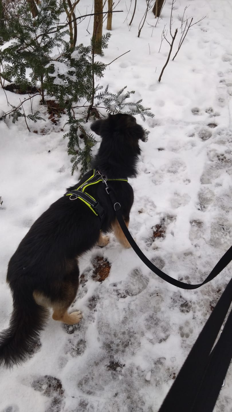 Customer photo review of Windhundgeschirr REFLEX "Yellow"