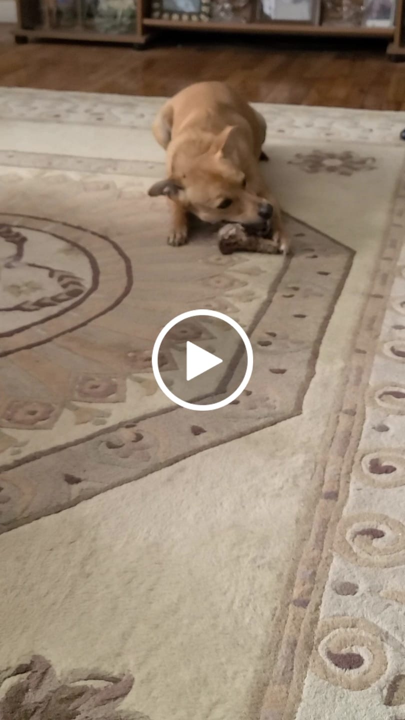 Customer video review of Ostrich Tendon Twister (16" x 2.5" x 1"): The Satisfying, All-Natural Chew for Dental Health & Joint Support