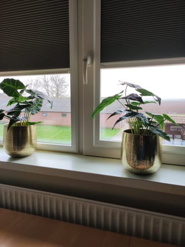 Customer photo review of Bloempot Goud 16x15cm (metaal)