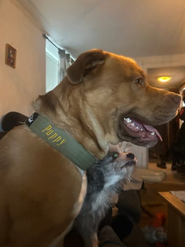 Customer photo review of Martingale halsband med namn