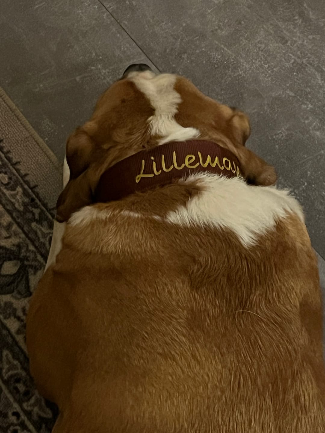 Customer photo review of Hundhalsband med namn